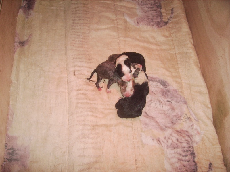 Bébés 2009